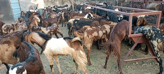 Massive Goat Farm Scam Uncovered in Ajmer – Thousands Duped Across India